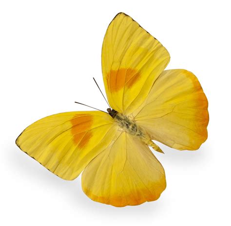 What Does A Yellow Butterfly Symbolize You Probably Dont Know