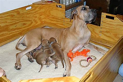 A whelping box gives your momma dog and new puppies a safe haven for the first few weeks of the pups' lives. 20 Comfy and Classy Whelping Box Ideas - Tail and Fur