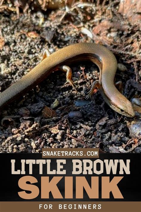 Little Brown Skink In Texas For Beginners Reptiles Pet Little Brown