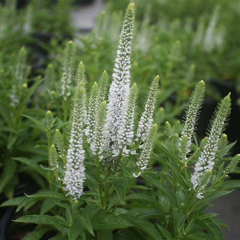 Veronica Snow Candles Speedwell For Sale Rare Roots