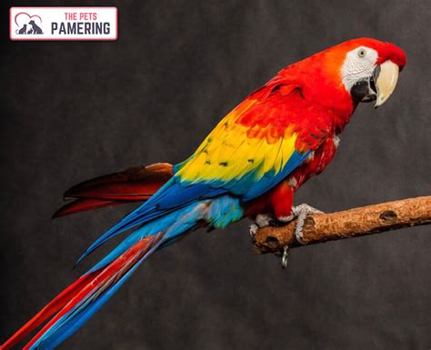 Top 11 Most Colorful Parrots Species In The World Unianimal