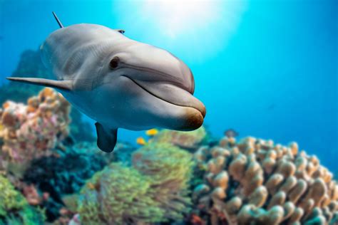 New Advancement In Dolphin Communication And Its Resemblance To Human
