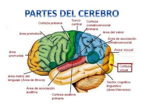 Imagenes Del Cerebro Y Sus Partes Para Imprimir Cerebro Partes