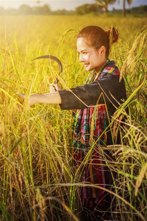 Woman Farmer Using Sickle To Harvesting Rice In Field Stock Image Image Of Beautiful Outdoor