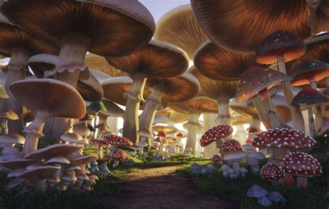 Mushroom Forest Wallpapers Top Free Mushroom Forest Backgrounds