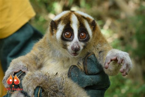 Javan Slow Loris Another Point Of View Of Their Life Threat Little