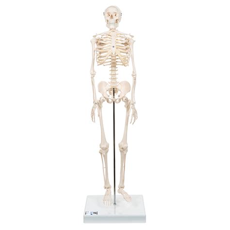 Anatomical Human Skeleton Model Details Of Human Bones With Removable