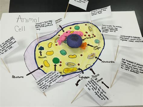 Animal Cell Project On Poster Board