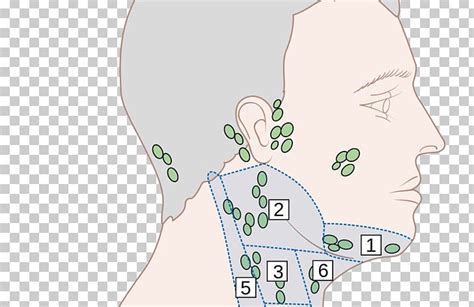 Ear Head And Neck Anatomy Diagram Lymph Node Png Clipart Area Cheek