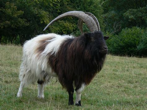 Goat Breeds A Z List Of Every Breed Of Goat Boer Goat