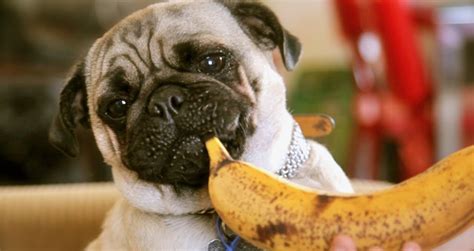 Feeding Tips For Your Pug Pets World