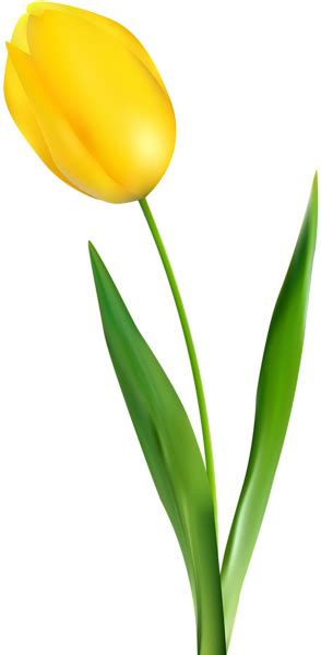 Yellow Tulip Transparent Clip Art Png Image Yellow Tulips Clip Art