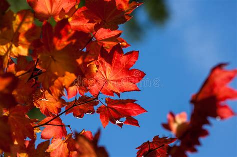 Fall Maple Leaves Stock Image Image Of Mountains Outdoor 96845937