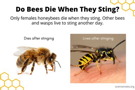 Do Bees Die When They Sting