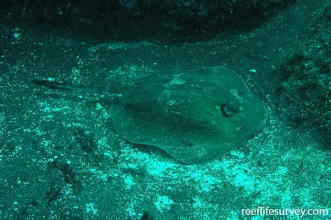 Dasyatis Brevis Diamond Stingray