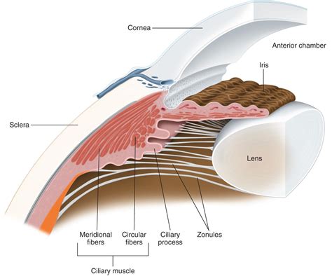 Lens Anatomy The Cataract Course