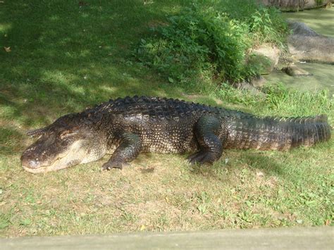Alligator Zoochat