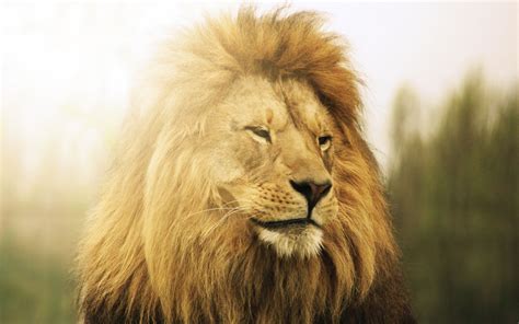 Most Beautiful Lion 2560x1600 Download Hd Wallpaper Wallpapertip