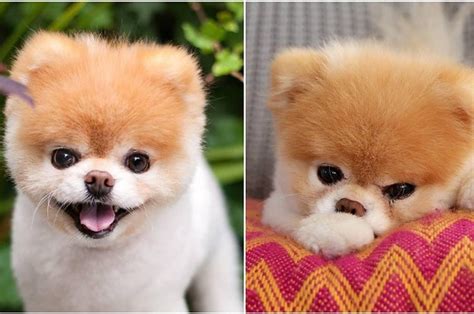 Cutest Dog Pictures In The World Petswall