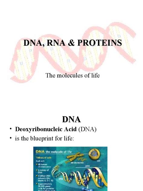 Chapter 11 Dna Strucuture And Replication Rna And Protien Synthesis