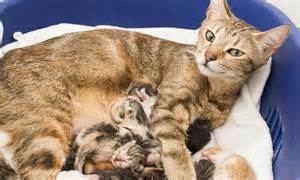 Rescued Tabby Cat Gives Birth To Eleven Kittens Just Days Before