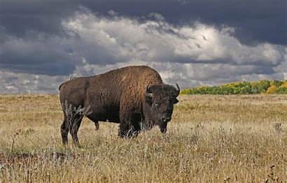Manitoba Bison American Buffalo Wallpapers Bull Fighting