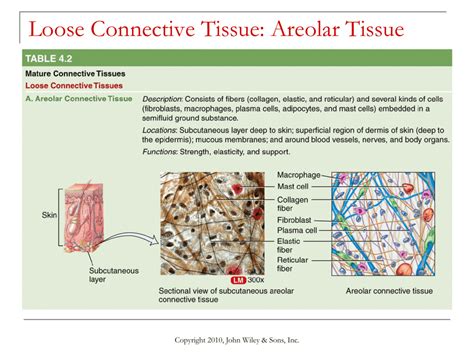 Loose Connective Tissue Areolar Tissue