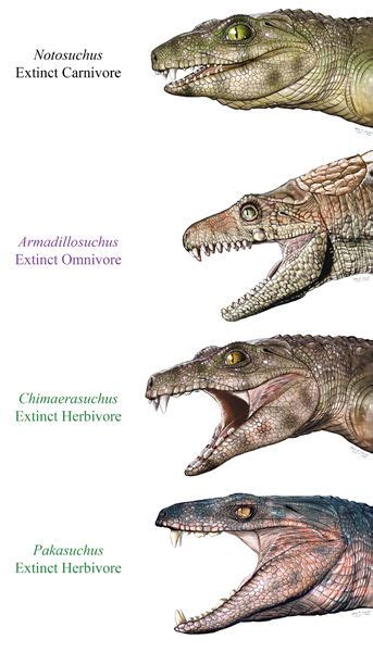 Fossil Teeth Suggests Lots Of Different Types Of Mesozoic Crocodiles