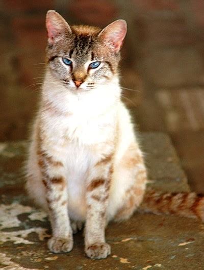 Siamese Mix Cat Photos Thriftyfun