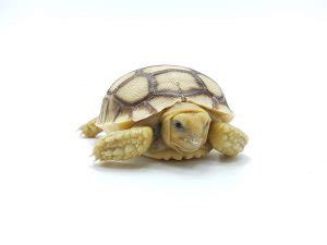 การเพาะพันธุ์เต่าซูคาต้า Sulcata Tortoise Breeding - ReptileHiso.com ...