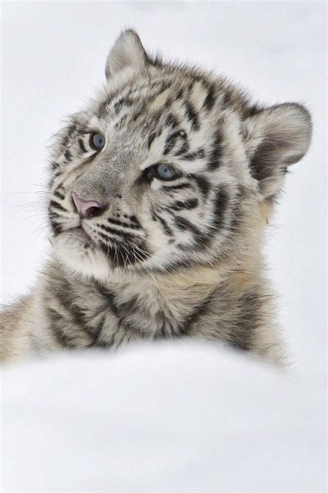 Pin By Margaret Holmberg On Big Cat Mojo Animals Cute