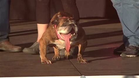 Zsa Zsa The Worlds Ugliest Dog Dies Days After Winning Competition