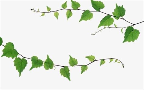 Ivy Vines Png Clipart Autumn Backgrounds Beauty In Nature Botany