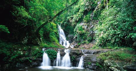 Gondwana Rainforests Of Australia Unesco World Heritage Centre 941