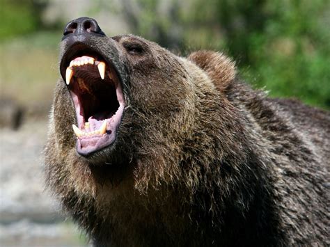 Bear Standing Roaring Angry Bear Roaring Bear Grizzly Bear