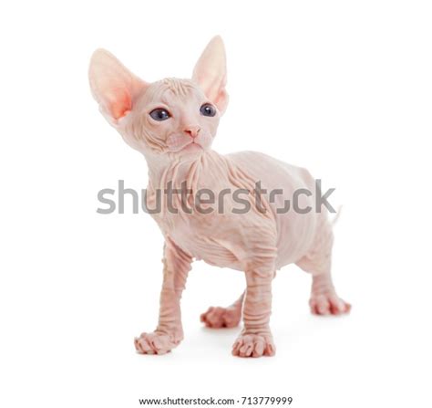 Donskoy Sphynx Albino Hairless Cat Isolated Stock Photo 713779999