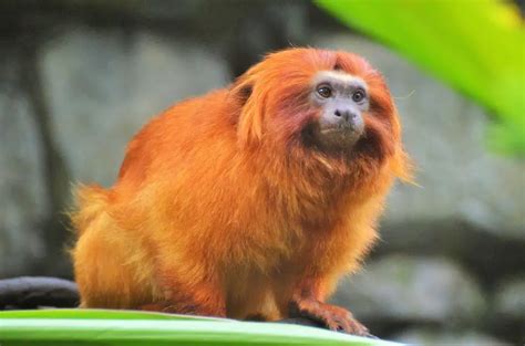 Macaco Dourado Características Nome Cientifico Habitat E Fotos