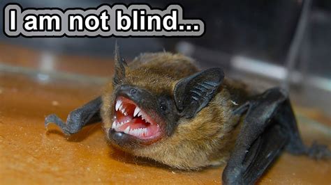 Bat Facts 10 Animal Facts About Bats Local News Latest Update