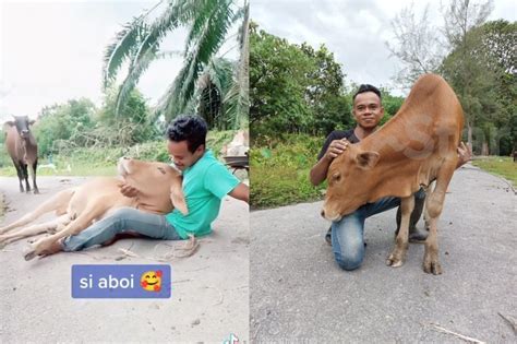 Lembu Jantan Liar Tiba Tiba ‘manja Teruk Asyik Nak Dibelai Berpeluk Dengan Tuan “mak Ayah