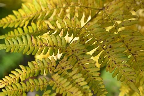 Why Is My Boston Fern Turning Yellow Causeshow To Fix Simplify Plants