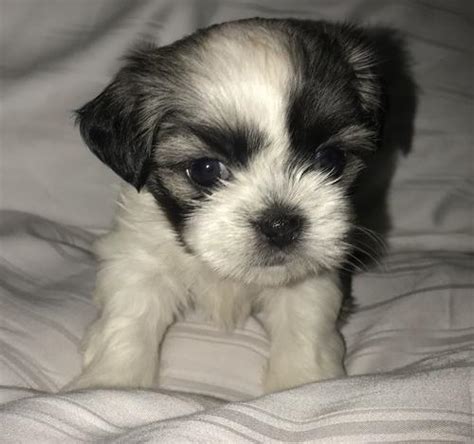 These top pet websites will come in handy and help you find a lovable puppy to adopt and be your they can help you find the right puppy for you and your family. Shih Tzu Puppy for Sale - Adoption, Rescue for Sale in Riverside, California Classified ...