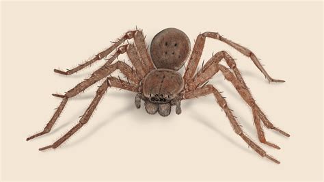 Huntsman Spider Identification Spider Removal Orkin