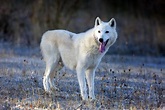 The Hudson Bay Wolf Canis Lupus Hudsonicus Subspecies of the Wolf Canis ...