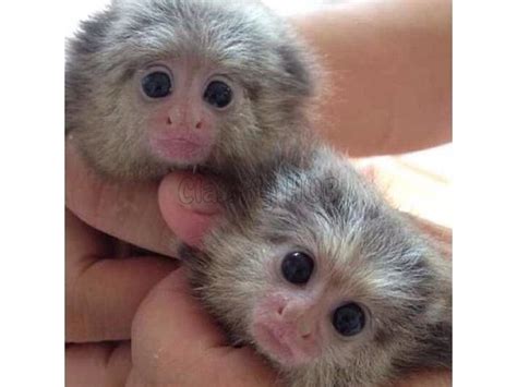 Gorgeous Baby Marmoset Monkeys For Adoption 909 296 7704