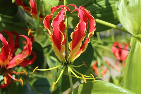 Flame Lily Cultivation Propagation And Care Plantura