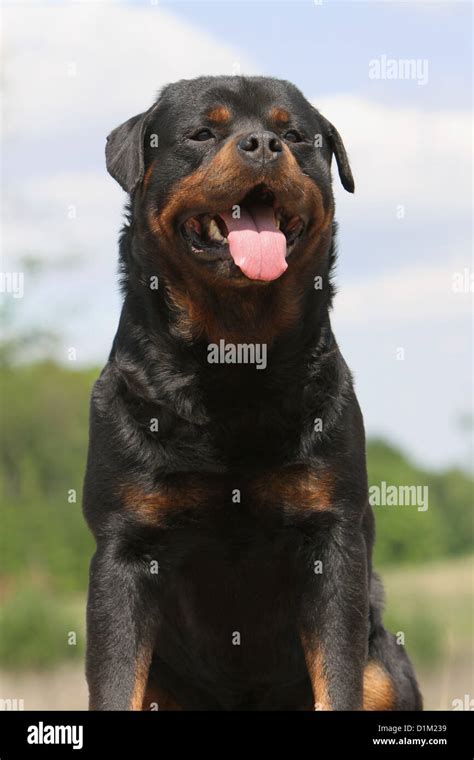 Dog Rottweiler Adult Portrait Face Stock Photo Alamy