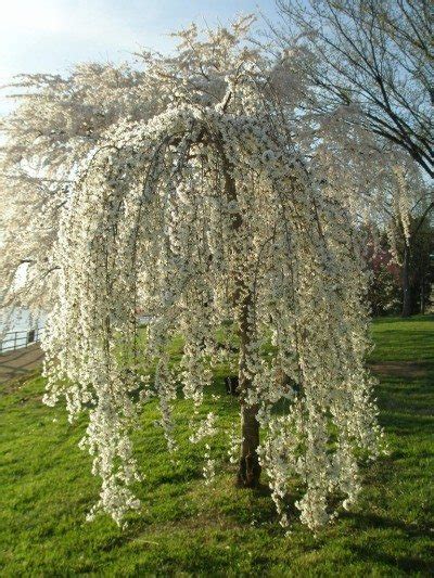 Does your cherry tree have symptoms of a cherry tree disease? Weeping Cherry Tree Care: How To Plant A Weeping Cherry Tree
