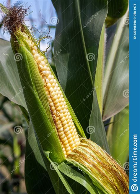 Corn On The Stalk In The Field Stock Photo Image Of Farming