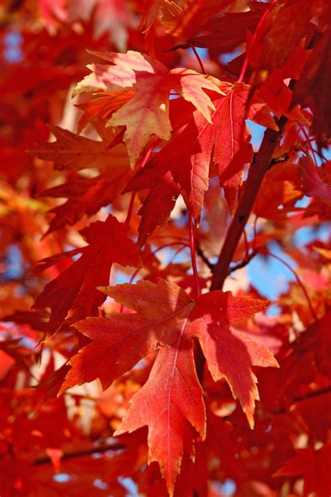 Autumn Blaze Maples Create Fiery Fall Color Mississippi State