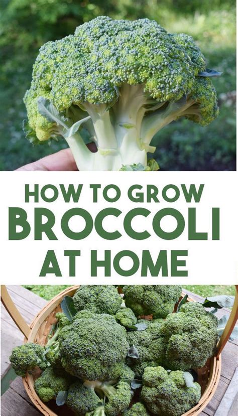How To Grow Broccoli Easy Beginners Guide · Hidden